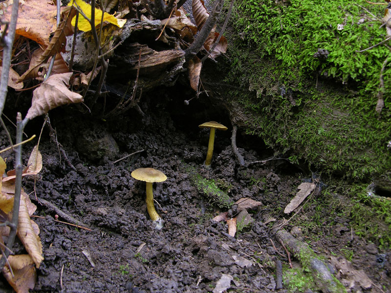 Cortinarius olivaceofuscus